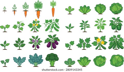 This vector illustration showcases a detailed collection of vegetable plants at various stages of growth, including carrots, lettuce, beans, eggplants, zucchini, kale, broccoli, and cabbage. Each plant is depicted from seedling to mature stage, making it ideal for educational materials, gardening guides, agricultural infographics, and eco-friendly design projects.