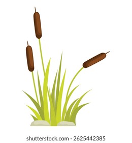 This vector illustration shows a group of bulrush plants with long green leaves