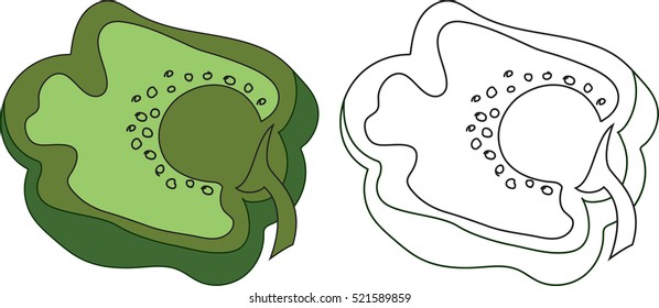 This is a vector illustration of a sliced green bell pepper.