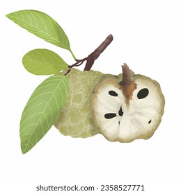 This is a vector illustration of sugar apple fruit that you can edit and apply to various designs or media as needed.