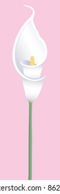 This is a vector illustration of a very beautiful and elegant single white Lily.