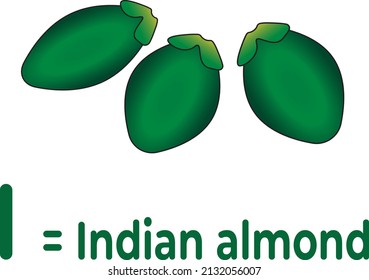 Esta es una imagen vectorial del fruto de almendros indios como medio de aprendizaje para que los niños reconozcan las letras del alfabeto