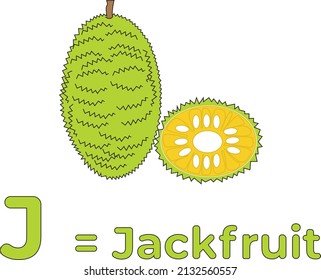this is a vector of a jackfruit image as a learning medium for children to recognize the letters of the alphabet