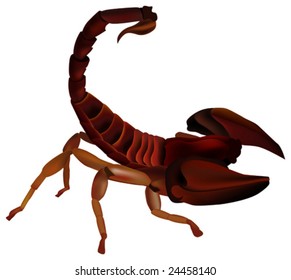 This vector picture represents a realistic scorpion
