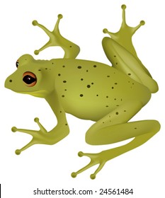 This vector picture represents a realistic green frog