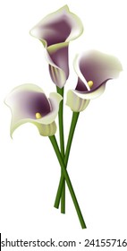 This vector picture represents a three Arum lily