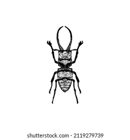 This vector represents Cladognathus Cinnamomeus, a vector with vintage lines or a simple illustration.