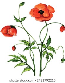 Diese Vektorform ist Mohnpapaver.