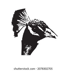 this vector symbol design peacock 