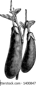Este é um vegetal de berinjela. É longo e grosso. É anexado ao ramo e folhas. O lado superior é Thorny. As folhas são pequenas. É um tipo de vegetal, vintage linha de desenho ou gravura