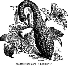 This is a vegetable, the pumpkin is slightly bent on neck, and it is coarse out from the outside, vintage line drawing or engraving illustration.