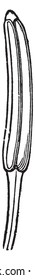 This is the versatile Anther of Evening Primrose plant, vintage line drawing or engraving illustration.