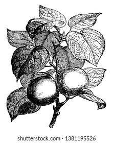 This is the walnut tree in the frame. He has leaves and walnuts, vintage line drawing or engraving illustration.