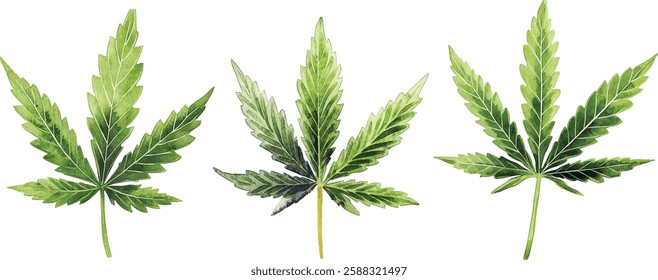 This Watercolor vector illustrations Cannabis Leaf Art can be used for various Creative Designs and projects
