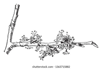 This is the White Elm Flowers. Each branch has many flowers. Its Stem has many pollan-grains along with small fibers which are bending downwards. Apex is fully filled with black pollan grains, vintage