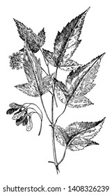 This is woody stem of Acer Ginnala and also known as Amur maple. Seeds and flower also seen there. Flowers are yellowish and fragrant, vintage line drawing or engraving illustration.