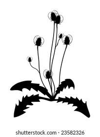 Thistle