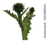 Thistle, branch of prickly plant, green with sharp thorns. Paper cut prickly grass, herbarium, wildflower thistle for halftone collage. Contemporary art vector.