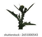Thistle, branch of prickly plant, green with sharp thorns. Paper cut prickly grass, herbarium, wildflower thistle for halftone collage. Contemporary art vector.