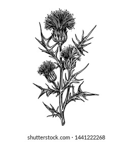 Thistle branch with three flowers. Sketch. Engraving style. Vector illustration.