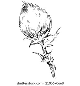 Thistle by hand drawing. Wildflower floral logo or tattoo highly detailed in line art style. Black and white clip art isolated. Antique vintage engraving illustration for emblem. Herbal medicine.
