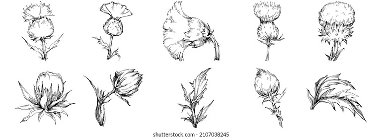 Thistle by hand drawing. Wildflower floral logo or tattoo highly detailed in line art style. Black and white clip art isolated. Antique vintage engraving illustration for emblem. Herbal medicine.

