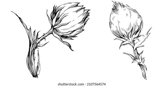 Silbato por dibujo a mano. Logo o tatuaje floral de flor silvestre altamente detallado en estilo de arte lineal. Arte clip en blanco y negro aislado. Ilustración antigua de grabado vintage para emblema. Medicina herbal.
