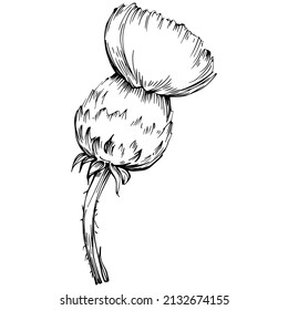 Thistle by hand drawing. Wildflower floral logo or tattoo highly detailed in line art style. Black and white clip art isolated. Antique vintage engraving illustration for emblem. Herbal medicine.