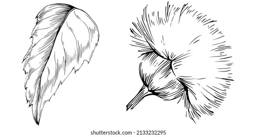 Thistle by hand drawing. Wildflower floral logo or tattoo highly detailed in line art style. Black and white clip art isolated. Antique vintage engraving illustration for emblem. Herbal medicine.