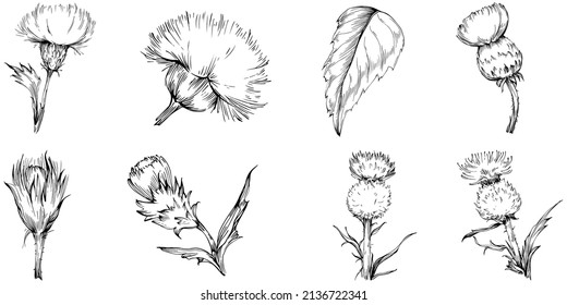 Thistle by hand drawing. Wildflower floral logo or tattoo highly detailed in line art style. Black and white clip art isolated. Antique vintage engraving illustration for emblem. Herbal medicine.