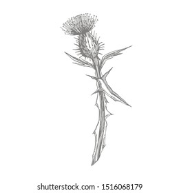 Featured image of post Scotch Thistle Drawing 1000 x 1000 jpeg 200