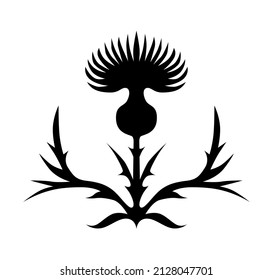 Thistle flower, beautiful silhouette of the symbol of Scotland, thistle logo