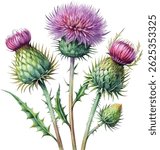 Thistle flower blossom hand drawn colorful classic watercolor botanical vector illustration