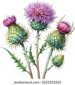 Flor do cardo flor mão desenhada clássico colorido aquarela ilustração de vetor botânico