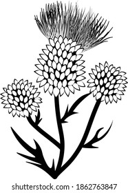 thistle flower buds in black