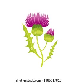 Thistle flower, floral icon. Realistic cartoon cute plant blossom, Scotland symbol. Summer or spring vector illustration for greeting card, t shirt print, decoration design. Isolated white background
