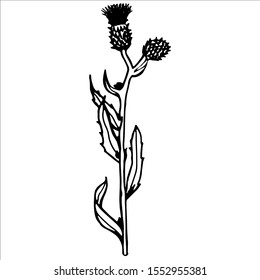  Thistle flower. Hand drawing.  Stock isolated vector drawing. Herbals. 