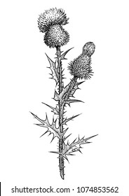 Thistle flower illustration, drawing, engraving, ink, line art, vector