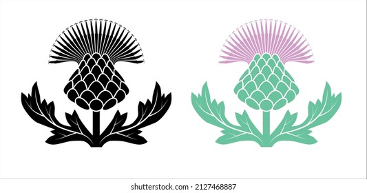 Thistle flower, prickly plant, symbol of Scotland vector