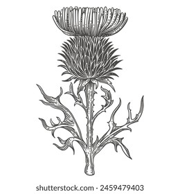 Thistle flower. Sketch. Engraving style. Vector illustration.
