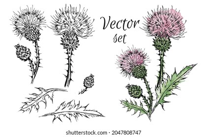 Thistle flower, thorn, weed. Botany in a watercolor style.