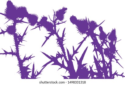 Thistle flowers group silhouette close-up. Thorny leaves of the plant. Wildflowers. Long spiky leaves on stems with small flowers. Isolated vector illustration. Black on white.