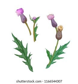 Thistle flowers, a set of vector elements.
