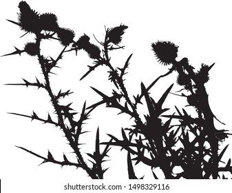 Thistle flowers silhouette close-up. Thorny leaves of the plant. Wildflowers. Long spiky leaves on stems with small flowers. Isolated vector illustration. Black on white.