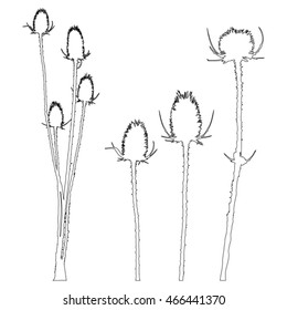 Thistle - group and separated isolated - black silhouette - vector
