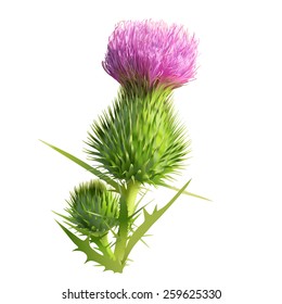 Thistle. 
Hand drawn vector illustration of a thistle flower and bud with accurate details in realistic style.White background.