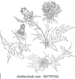 Thistle. Hand drawn vector illustration of a thistle flower and bud with accurate details in realistic style. 