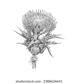 Thistle, herb sketch in vector, design element, botanical drawing in engraving style, officinalis plant, hand drawn illustration.