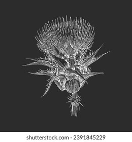 Thistle, herb sketch in vector, design element, botanical drawing in engraving style, officinalis plant, hand drawn illustration