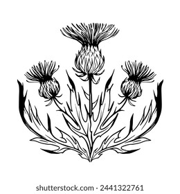 Thistle illustration. realistic hand drawn vector sketches, outline